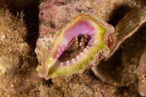 Drupa rubusidaeus observed 2024-09-23