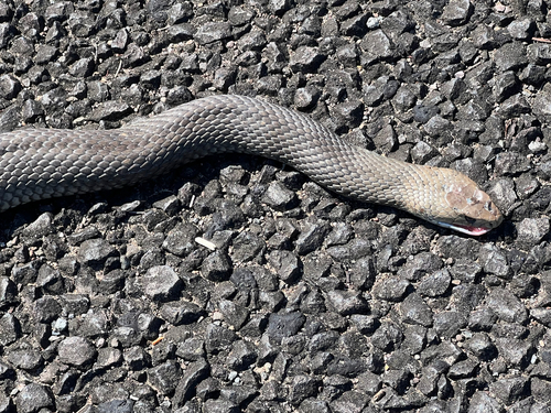 Eastern Brown Snake sighting