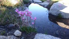 Primula tetrandra