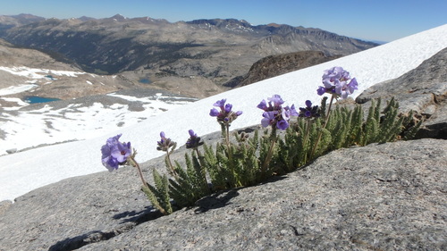 Skypilot (Polemonium eximium)