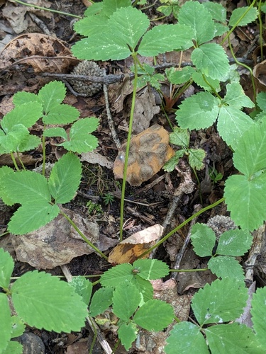 Potentilla centigrana, photograph 4