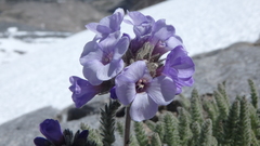 Polemonium eximium