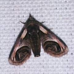 Paectes oculatrix