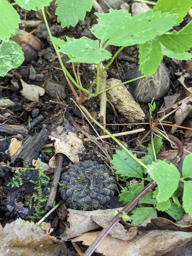 Potentilla centigrana, photograph 3