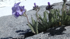Polemonium eximium
