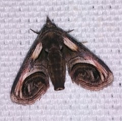 Paectes oculatrix