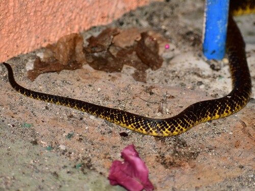 Photo of a Samar Cobra (Naja samarensis)
