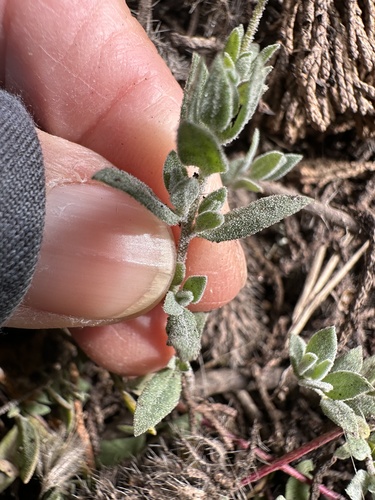 Image of Extriplex californica by no rights reserved