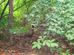 Phasianus colchicus