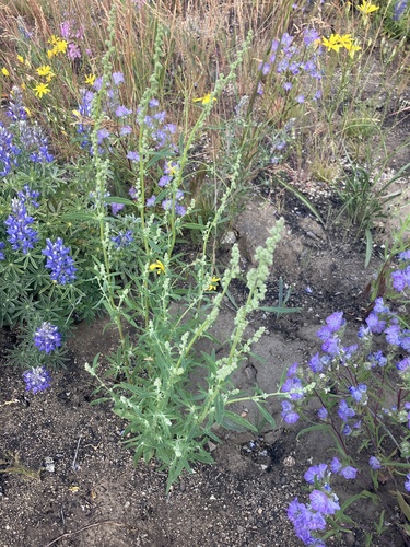 Chenopodium leptophyllum iNat (1)