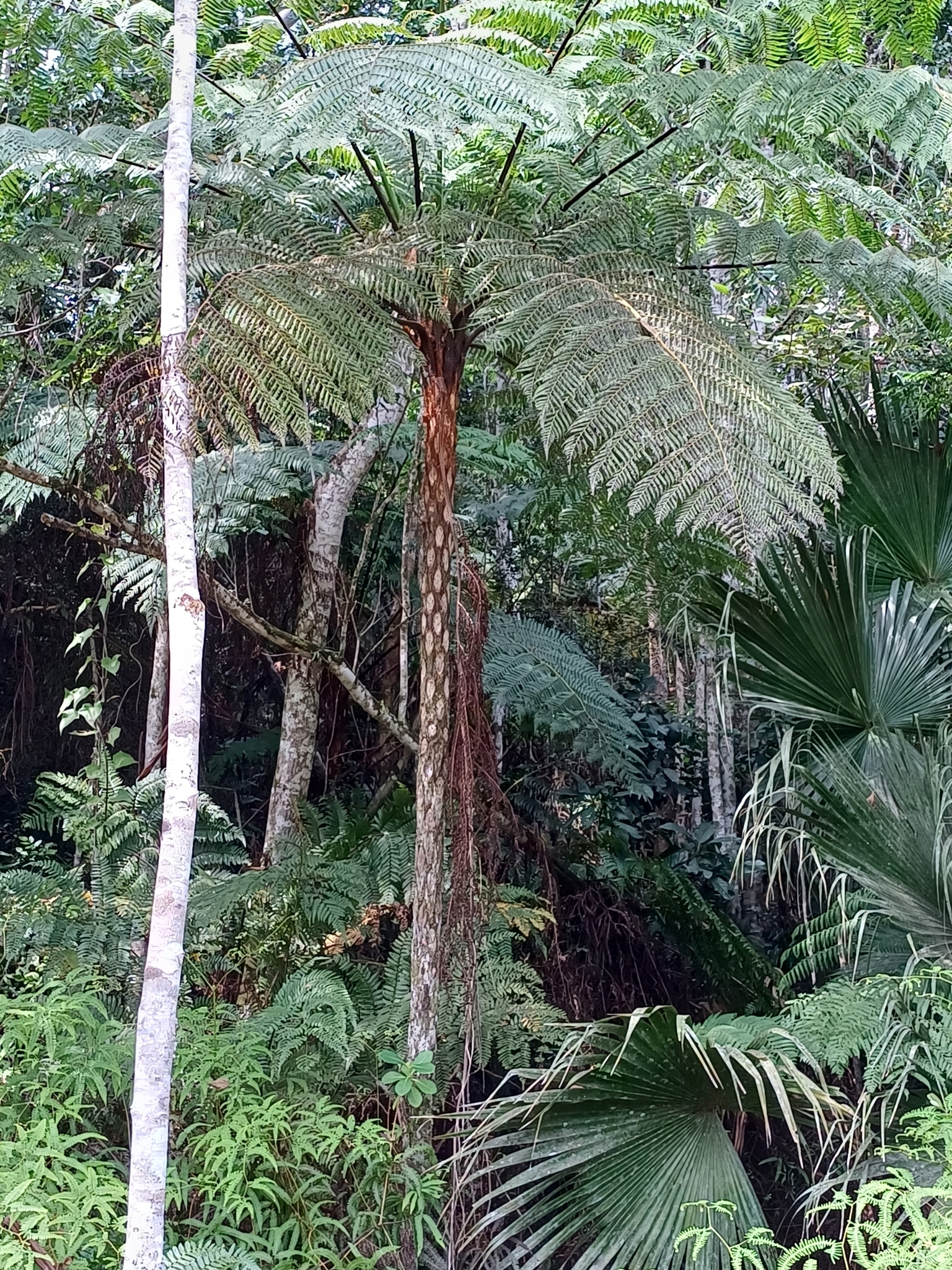 Cyathea delgadii