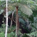 Cyathea delgadii - Photo (c) Fênix, some rights reserved (CC BY-NC), uploaded by Fênix