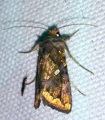 Argyrogramma verruca