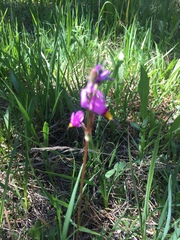 Primula tetrandra