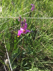 Primula tetrandra