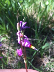 Primula tetrandra