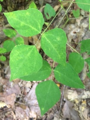 Synchytrium decipiens