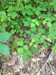 Synchytrium decipiens