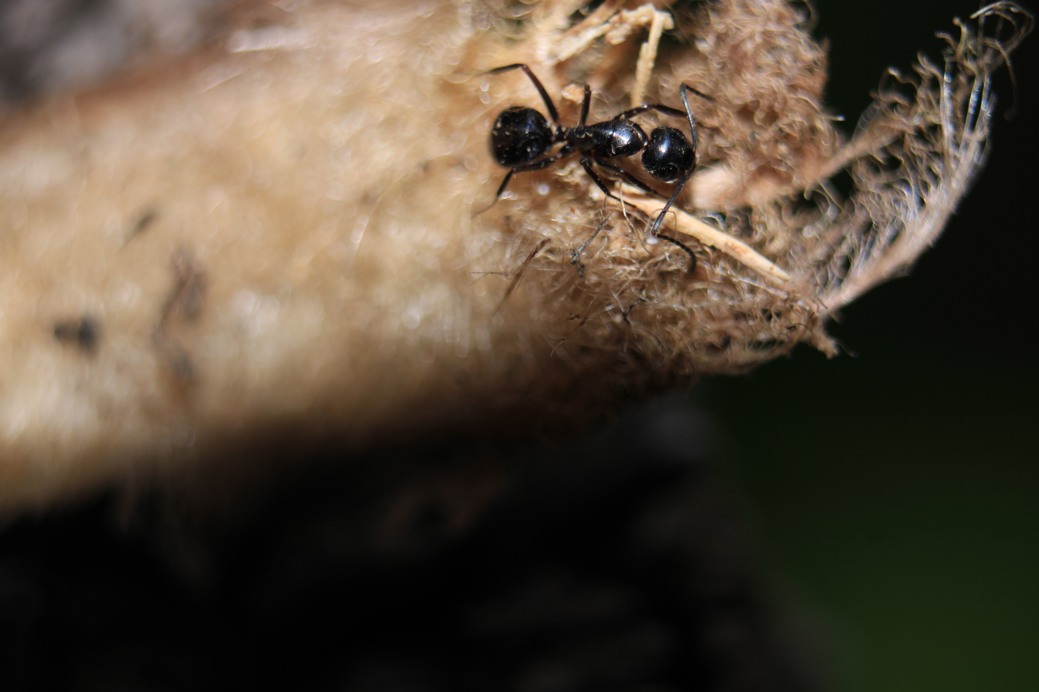 Camponotus polymorphicus