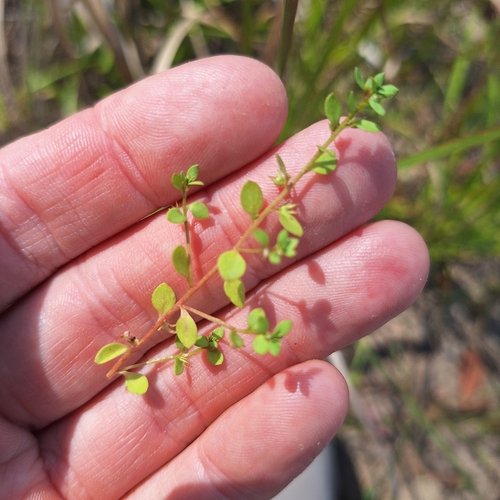 Image of Bastard pimpernel by (c) Greg Tasney, some rights reserved (CC BY-SA)