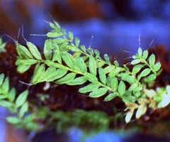 Hymenodon pilifer