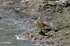 Motacilla flava iberiae