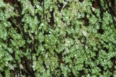 Hymenodon pilifer