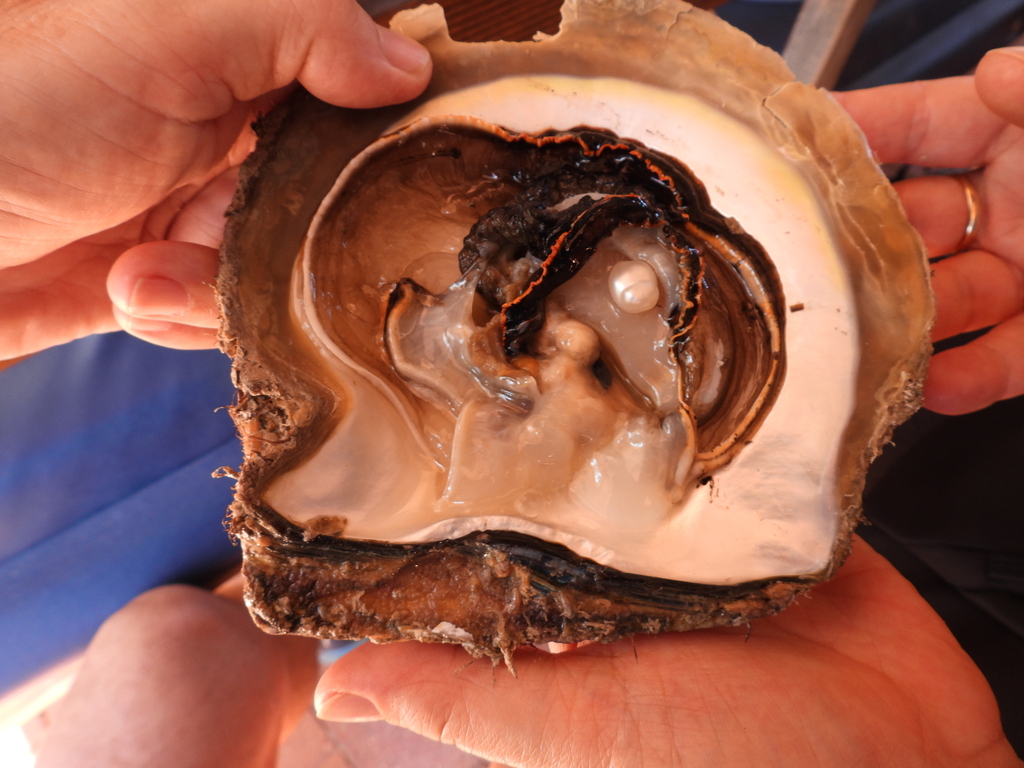 black silver pearl oyster