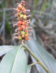 Alpinia stachyodes
