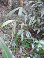 Alpinia stachyodes