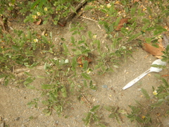 Kallstroemia pubescens