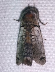 Inguromorpha basalis