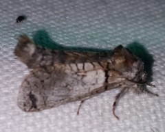 Inguromorpha basalis