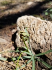 Fritillaria pinetorum
