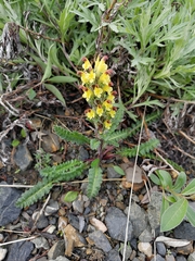 Pedicularis oederi