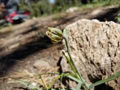 Fritillaria pinetorum