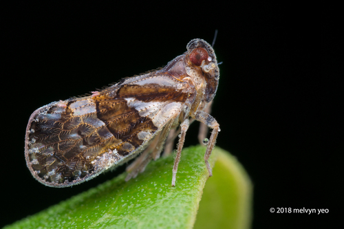 Andes ornatus in life
