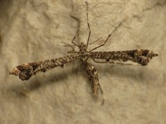 Amblyptilia punctidactyla