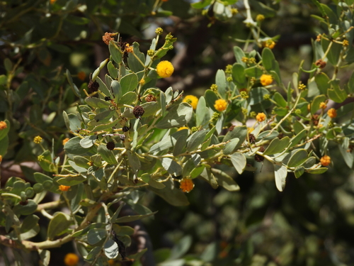 Image of Acacia bivenosa by (c) Mark Clarke, some rights reserved (CC BY)