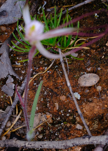 Image of Caladenia dimidia by (c) Peter Crowcroft, some rights reserved (CC BY)