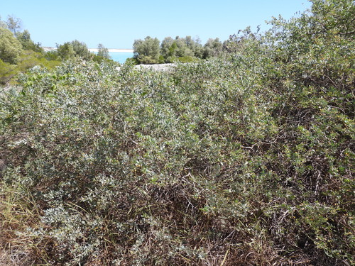 Image of Acacia bivenosa by (c) Mark Clarke, some rights reserved (CC BY)