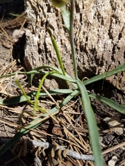 Fritillaria pinetorum
