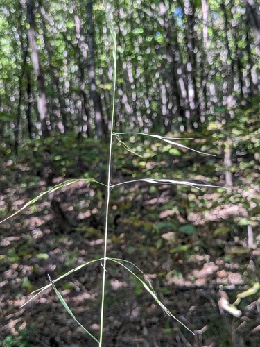 Achnatherum pekinense (Achnatherum pekinense)