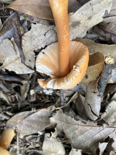 Amanita rufoferruginea