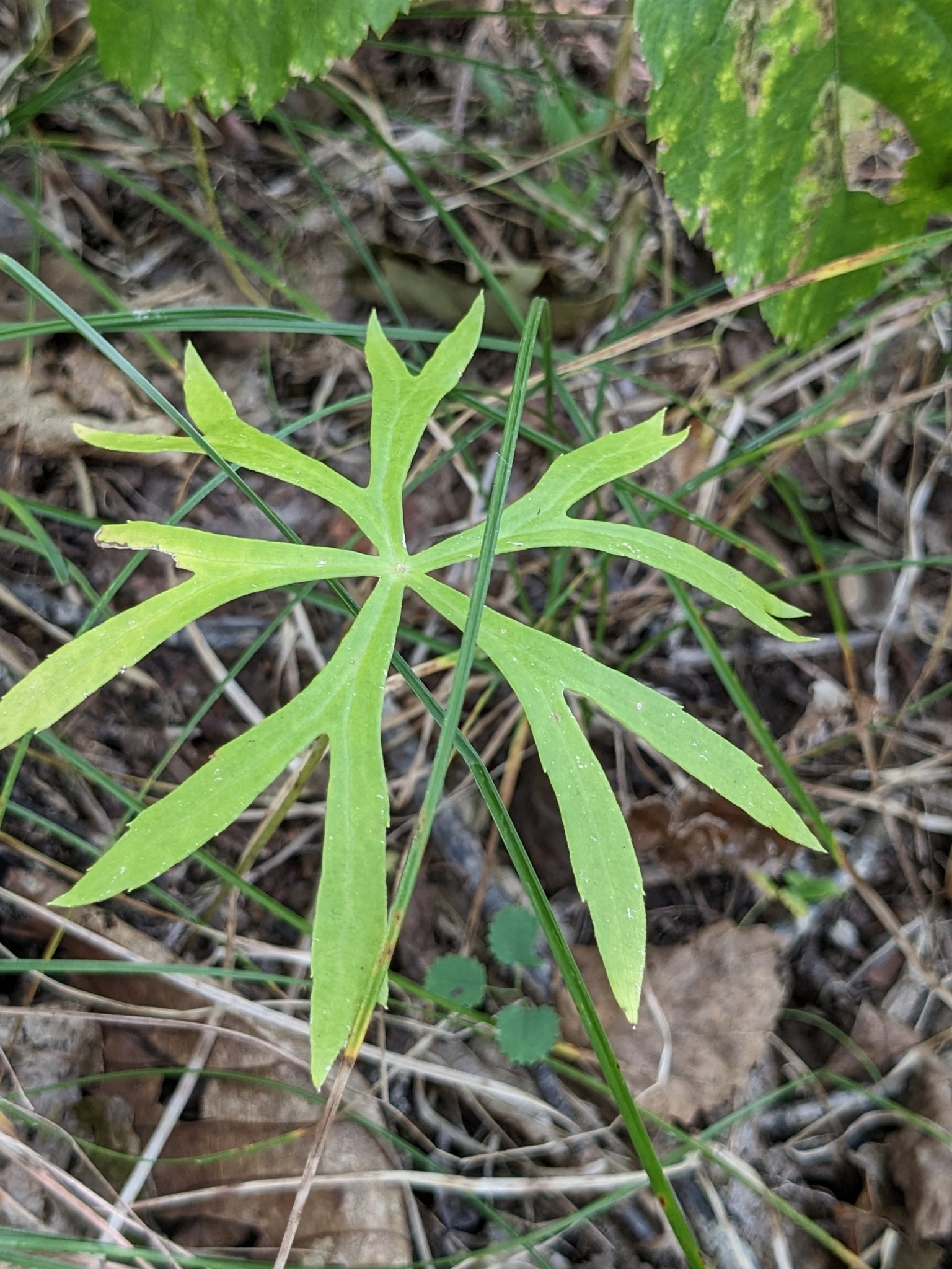 Syneilesis Aconitifolia (Syneilesis aconitifolia)