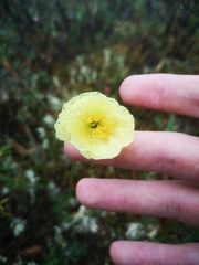 Papaver macounii discolor