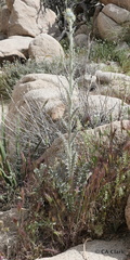 Cirsium neomexicanum