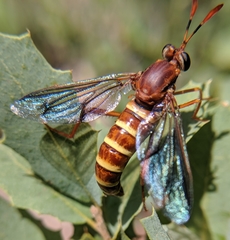 Opomydas limbatus