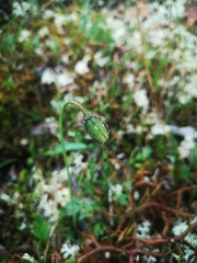 Papaver macounii discolor