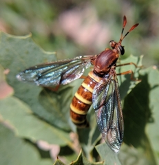 Opomydas limbatus